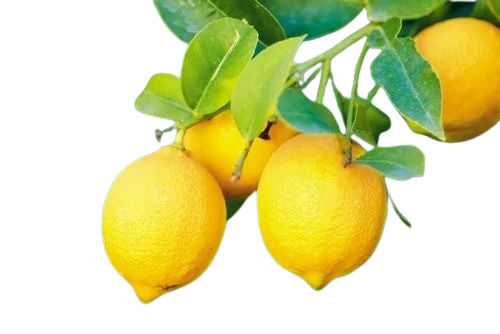 Fresh Lemons