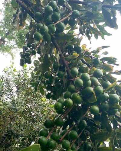 Macadamia Nut Outdoor Plant