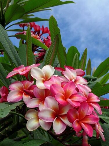 Full Sun Exposure Well Watered Plumeria Flower Plant