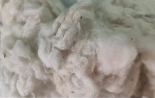 High Quality White Raw Cotton 