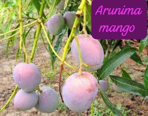 Arunima Mango Plant