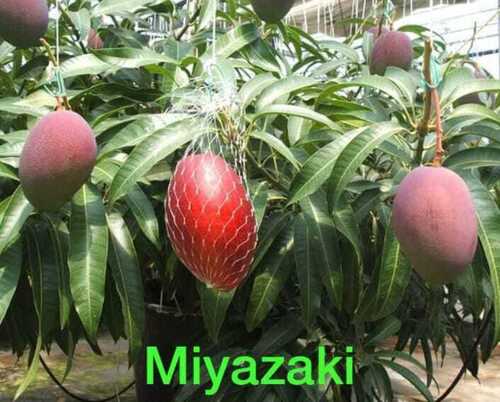 Miyazaki Mango Plant