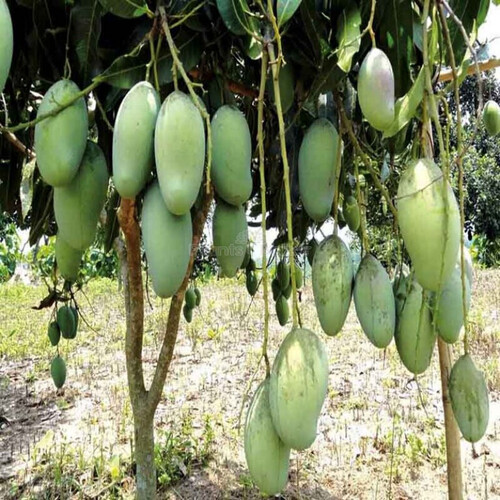 100% Natural And Pure Organic Mango Plants