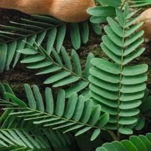 Tamarind Leaves