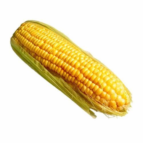  Yellow Corn 
