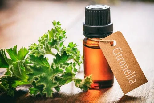 Citronella Essential Oil For Mosquito Repellent Use