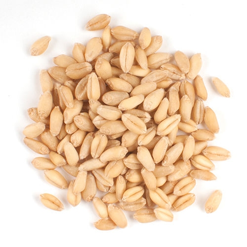 Wheat Seed