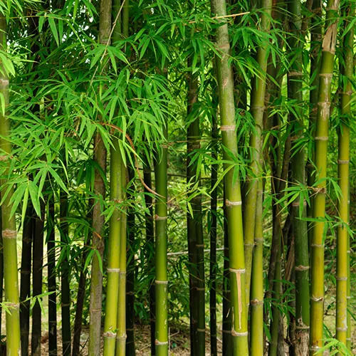 Alluvial Soil Green Bamboo Plants For Medicinal