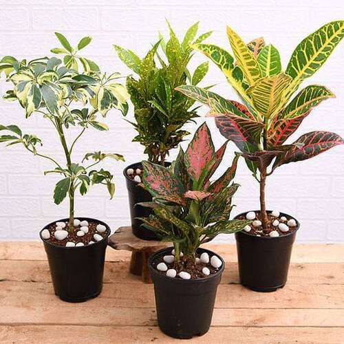 Colorful Indoor Live Plants for Indoor Decoration 