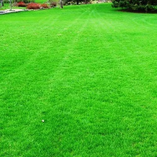 Natural Green Color Rectangular Shape Grass For Garden