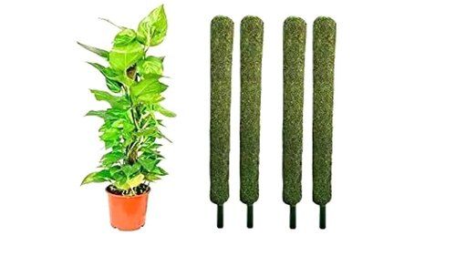 Eco Friendly Green Coir Pole