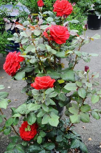 Red Rose Plant