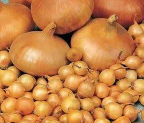 Fresh Brown Onion