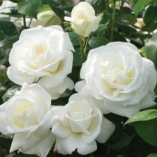 Well Drained White Rose Plants