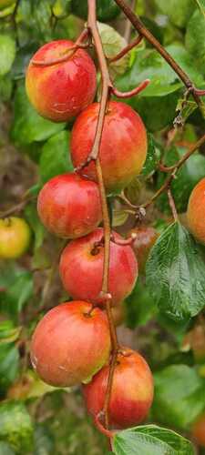 Kashmiri Apple Ber