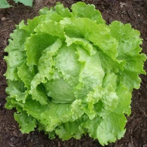 Long Shelf Life Cabbage Seed