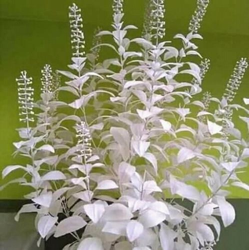 Natural Sola Flower Plant