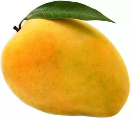 Rich Taste Alphonso Mangoes