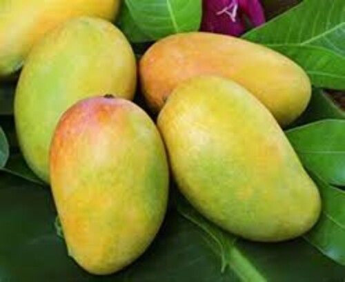 Good For Health And Good For Nutritious Kesar Mango