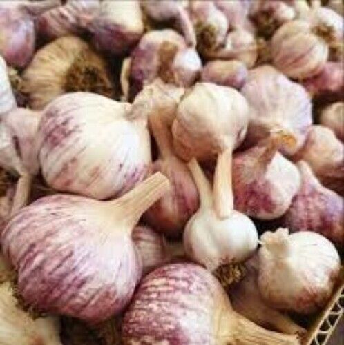 Natural Premium Design Purple Garlic