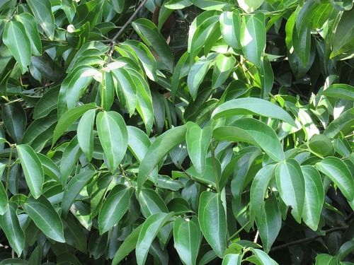 Green Cinnamomum Verum 