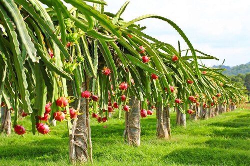 dragon fruit plant