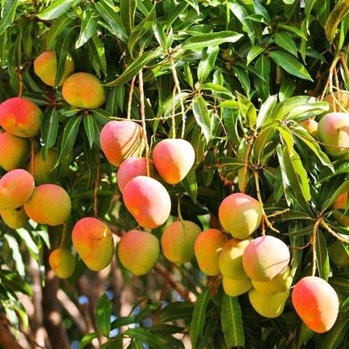 mango plant