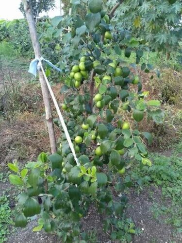 Full Sun Exposure Apple Ber Plant