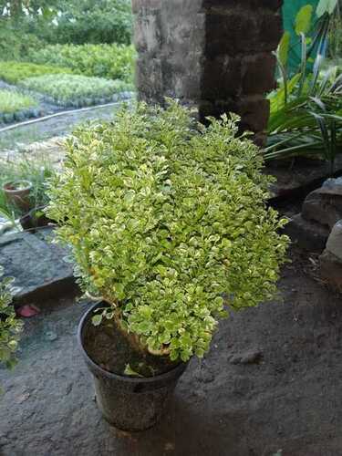 Arallia Nursery Flower