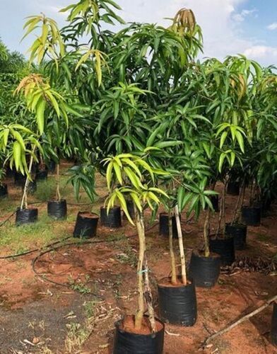 Insect Resistant Full Sun Exposure Fast Growth Green Leaves Dasheri Mango Plant for Outdoor