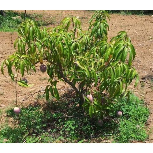 Green Kesar Mango Plant