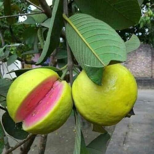 Guava Plant Color  Green