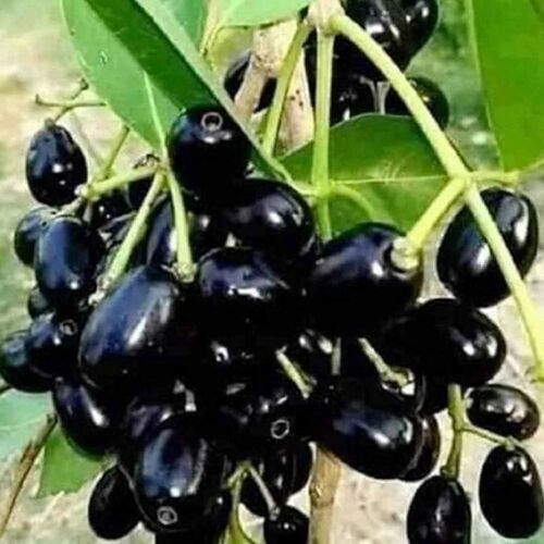 Organic Black Plum Plant