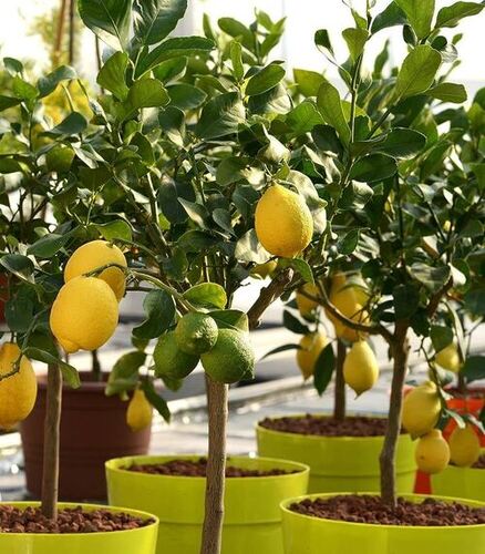 Longer Shelf Life And Fast Growing Plant Lemon Plant