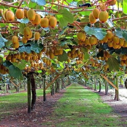 Natural Tall Fresh Kiwi Tree