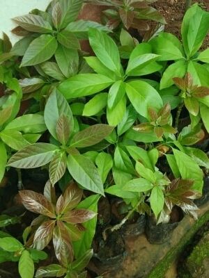 Avocado Plant