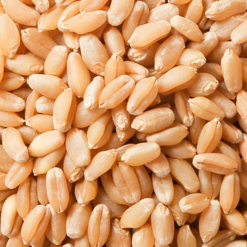 Commonly Cultivated Dried Wheat Seeds