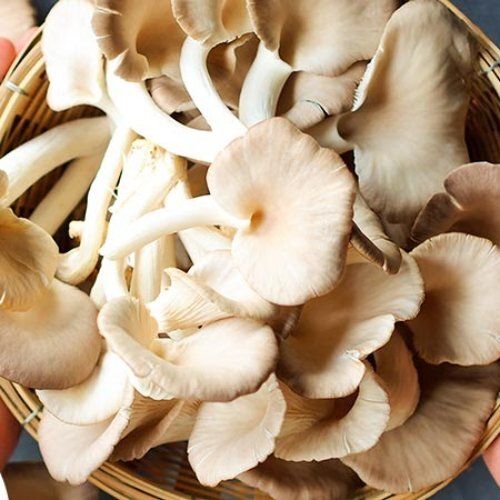 Fresh And Dry Natural Mushrooms