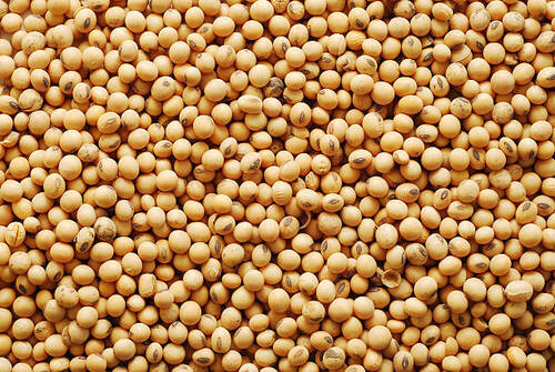 Soya Beans