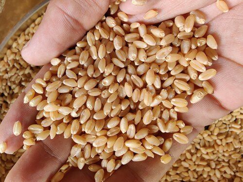 Wheat Grain