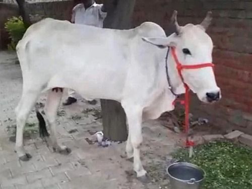 Indian Breed White Cow