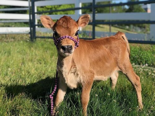 Slightly Reddish Jersey Cow Calf