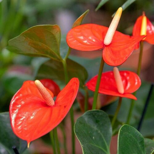 Home Decorative Natural Anthurium Plant