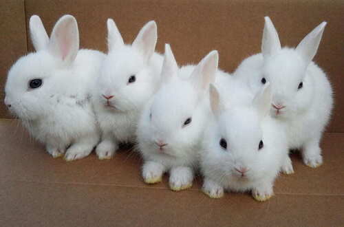 White Beautiful Healthy Live Rabbits