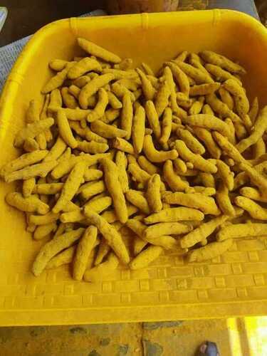 Yellow Antioxidant Premium Finger Turmeric