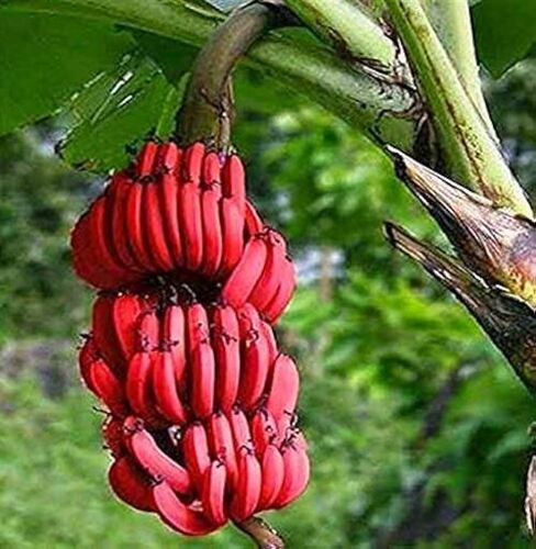 red banana