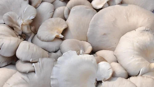 A Grade No Preservatives Oyster Mushroom Spawn