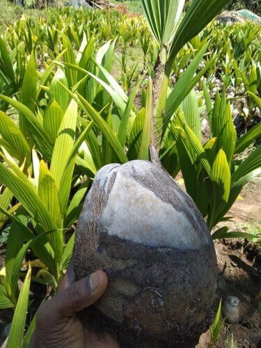 Coconut Plant