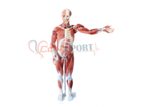 PVC Material Human Muscle Model Male