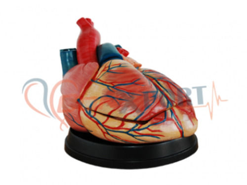 Jumbo Heart Model For Medical Eduational Use